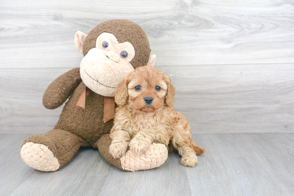 Small Cavapoo Baby