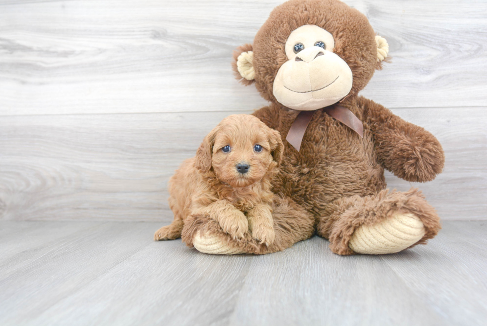 Cavapoo Pup Being Cute