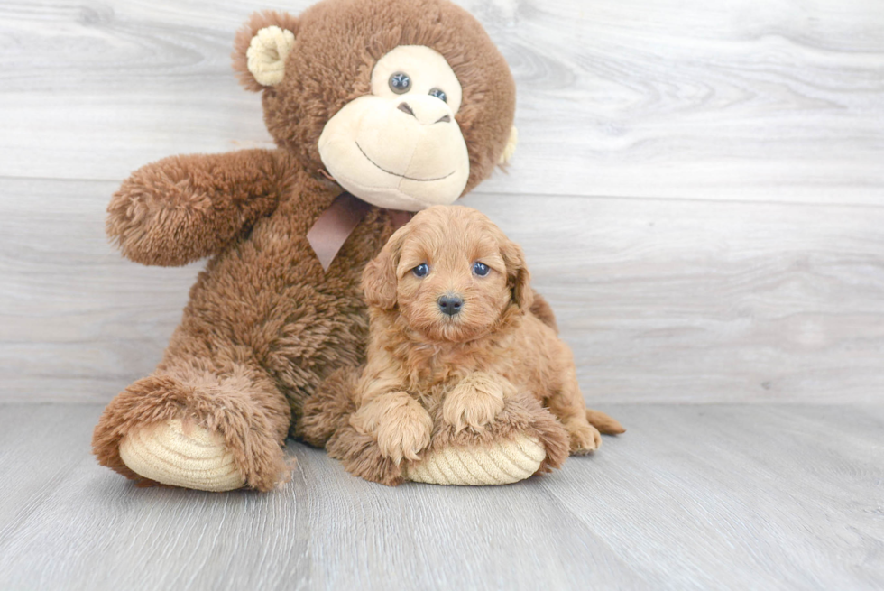 Popular Cavapoo Poodle Mix Pup