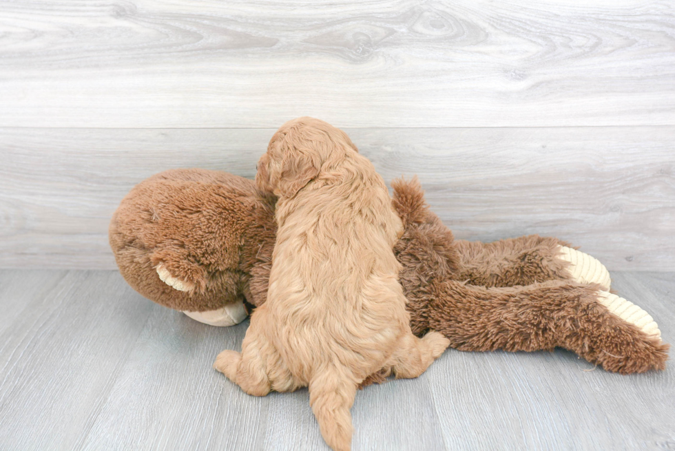 Happy Cavapoo Baby