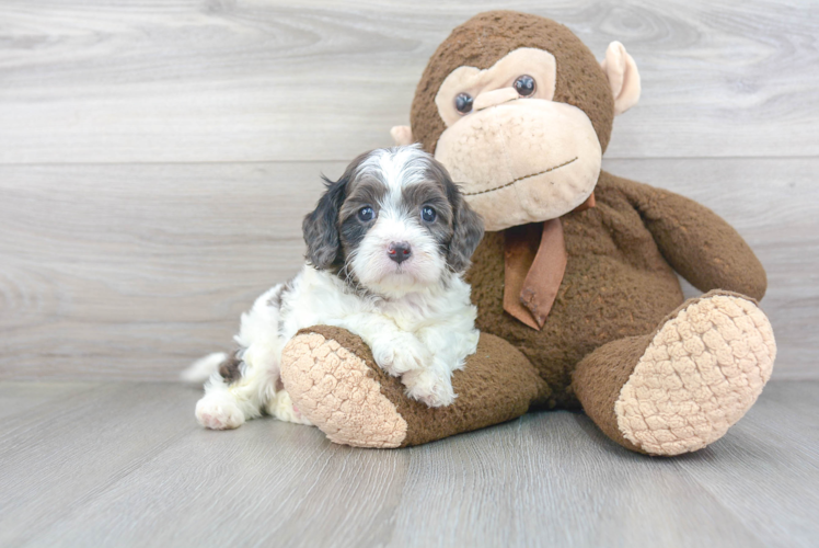 Cavapoo Pup Being Cute