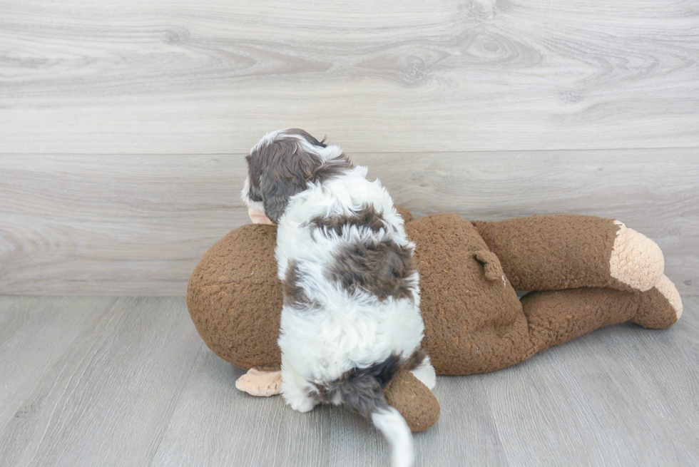 Cavapoo Pup Being Cute