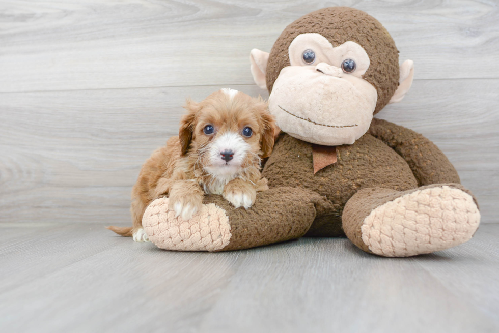 Energetic Cavoodle Poodle Mix Puppy