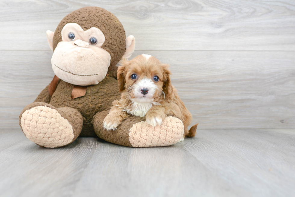 Cavapoo Pup Being Cute