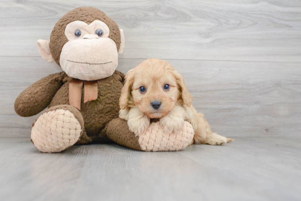 Cavapoo Pup Being Cute