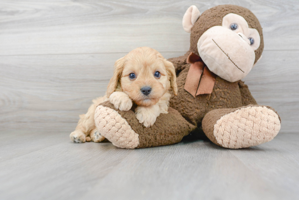 Hypoallergenic Cavoodle Poodle Mix Puppy