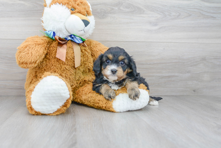 Popular Cavapoo Poodle Mix Pup