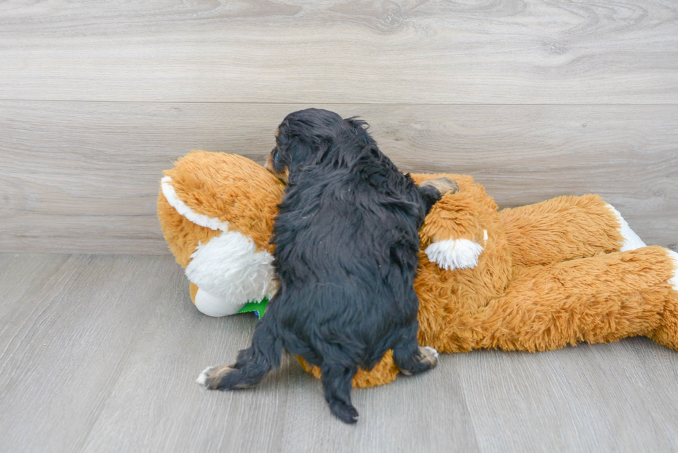 Cavapoo Pup Being Cute