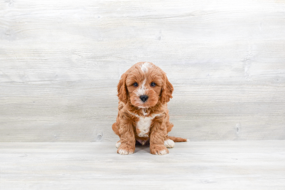 Cavapoo Pup Being Cute