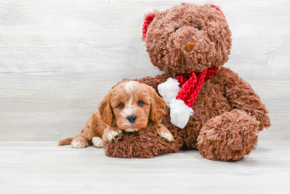 Best Cavapoo Baby