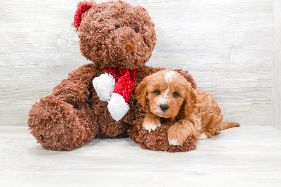 Cavapoo Pup Being Cute