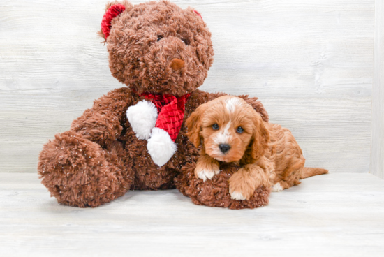 Cavapoo Pup Being Cute