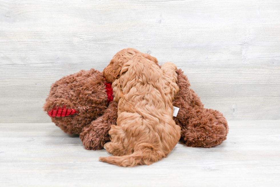 Popular Cavapoo Poodle Mix Pup