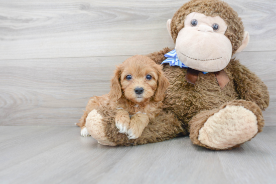 Energetic Cavoodle Poodle Mix Puppy