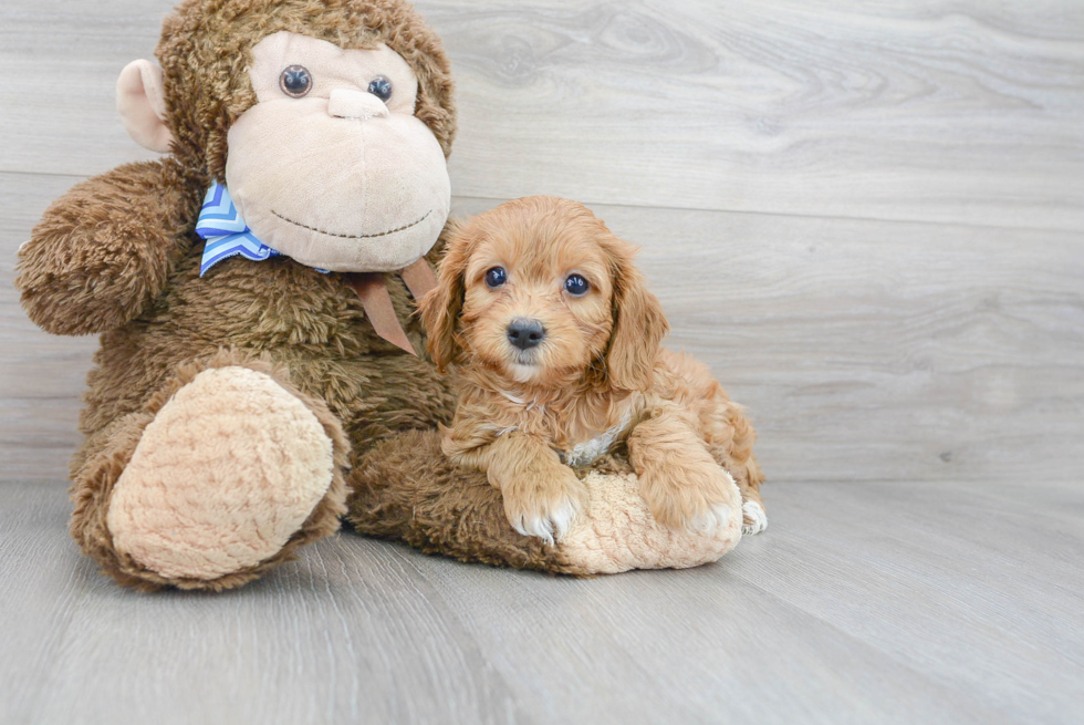 Cavapoo Puppy for Adoption