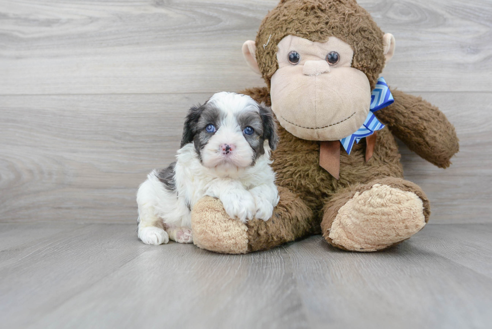 Sweet Cavapoo Baby