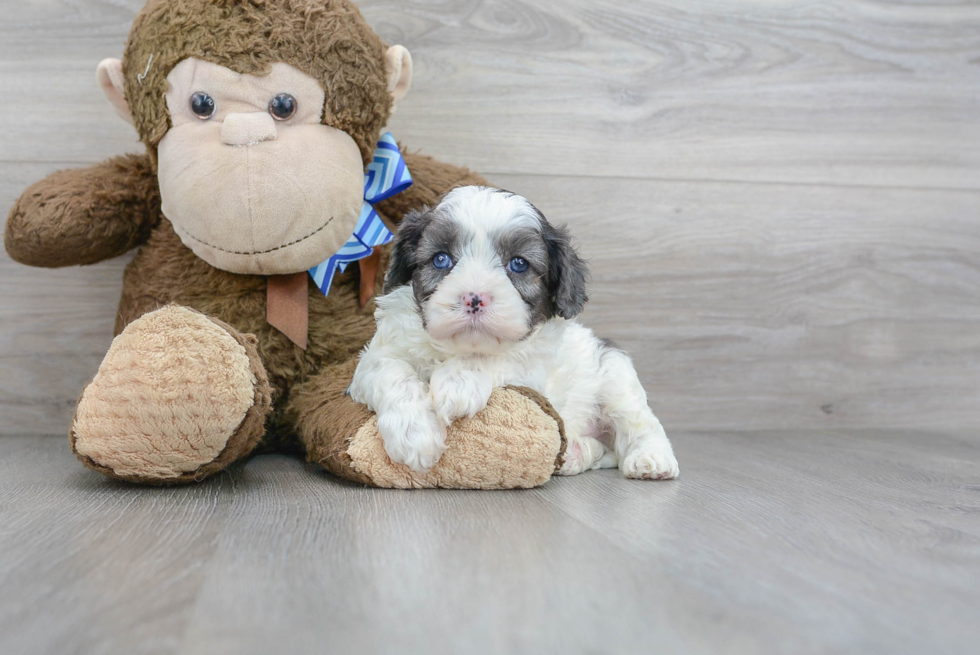 Best Cavapoo Baby