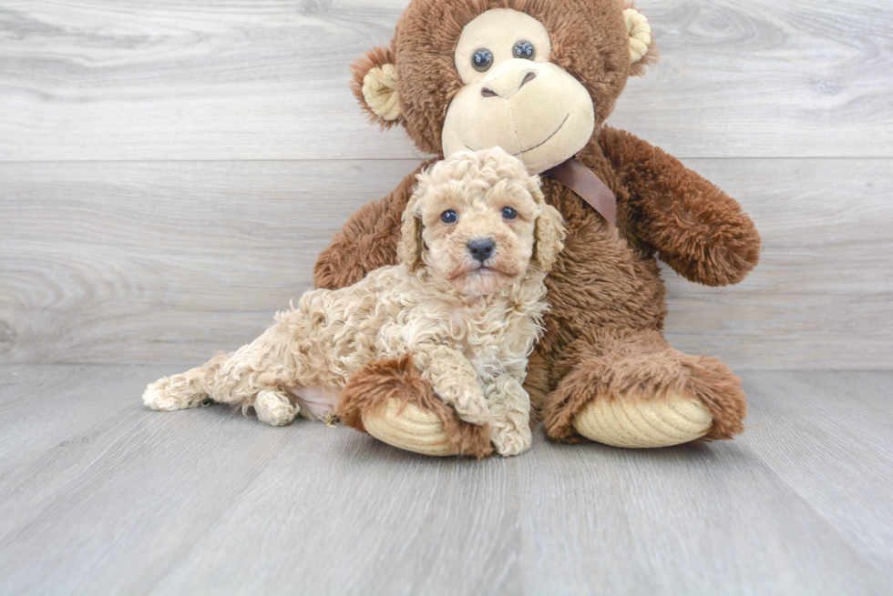 Adorable Cavoodle Poodle Mix Puppy