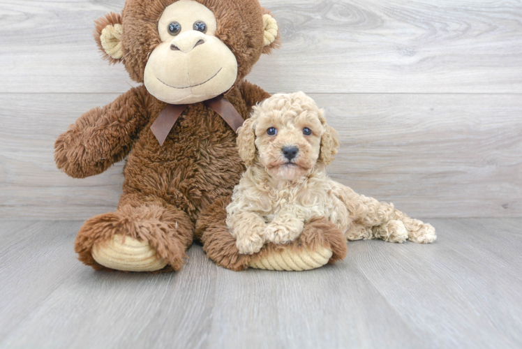 Cavapoo Pup Being Cute