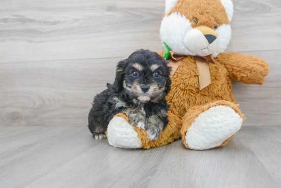 Little Cavoodle Poodle Mix Puppy