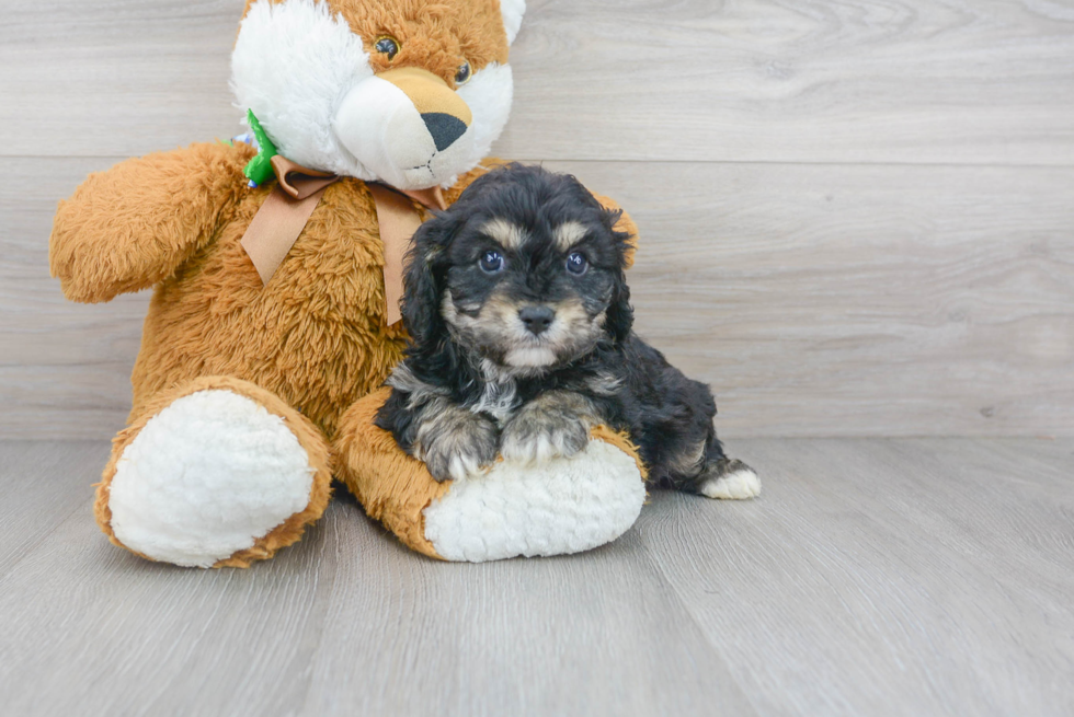 Adorable Cavoodle Poodle Mix Puppy