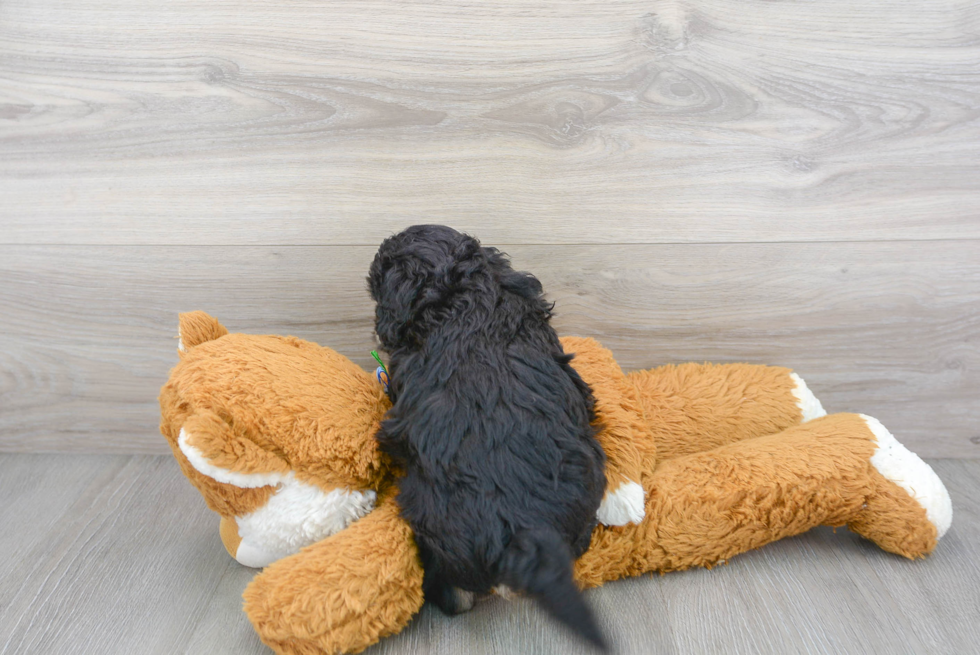 Sweet Cavapoo Baby