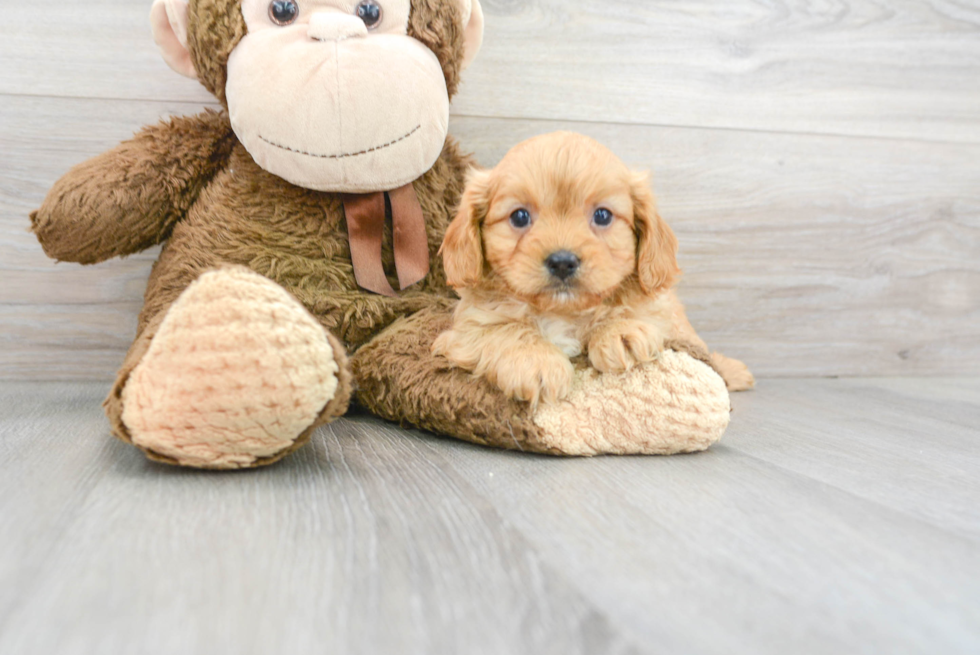 Cavapoo Puppy for Adoption