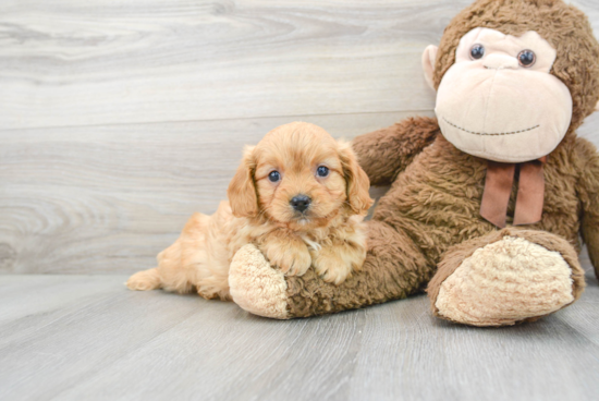 Small Cavapoo Baby