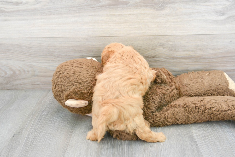 Playful Cavoodle Poodle Mix Puppy