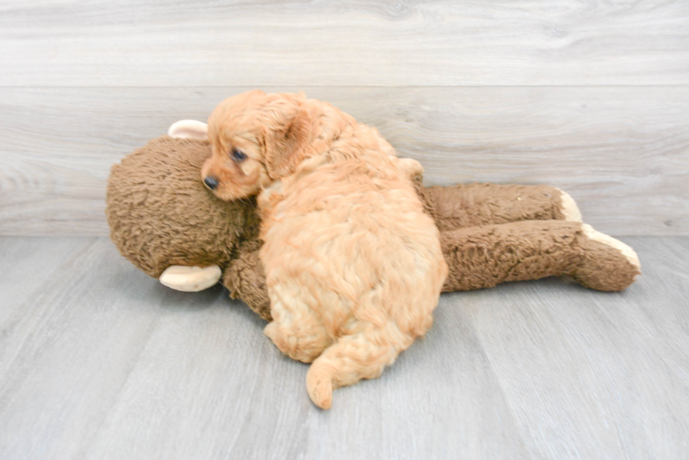 Popular Cavapoo Poodle Mix Pup