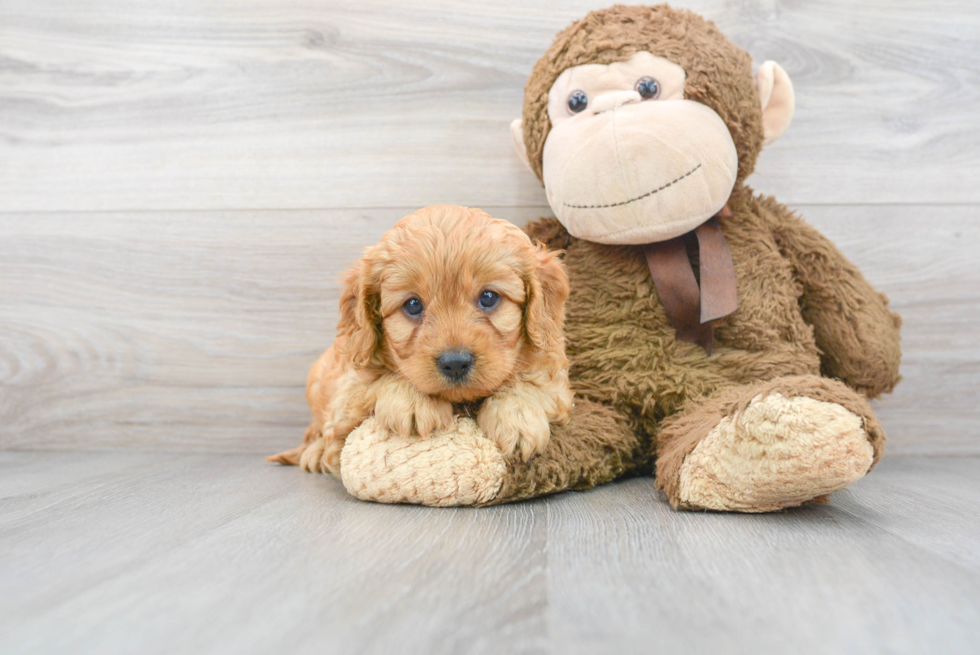 Cavapoo Puppy for Adoption