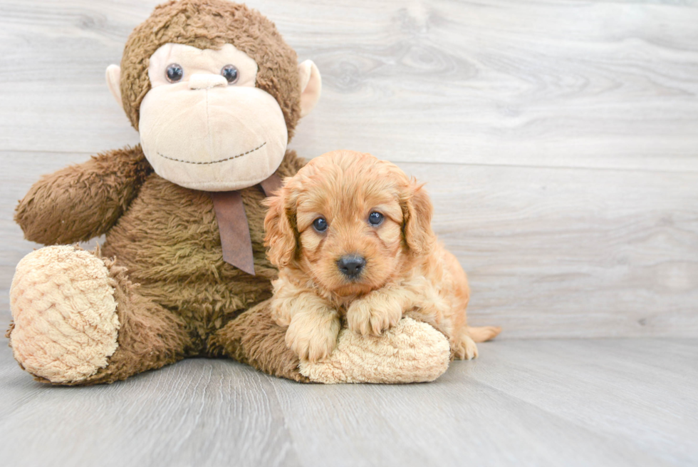 Best Cavapoo Baby