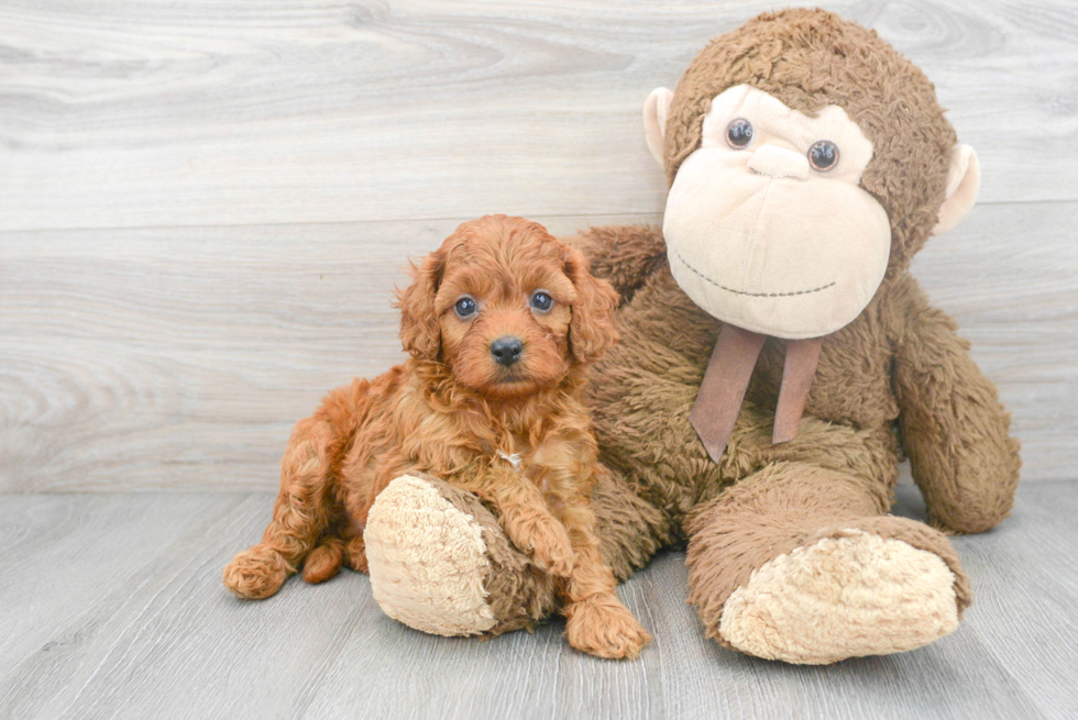 Sweet Cavapoo Baby