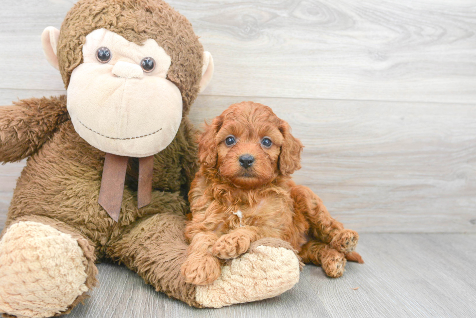 Little Cavoodle Poodle Mix Puppy