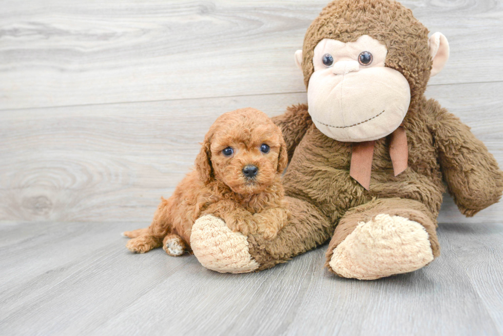 Playful Cavoodle Poodle Mix Puppy