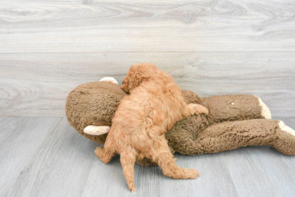 Energetic Cavoodle Poodle Mix Puppy