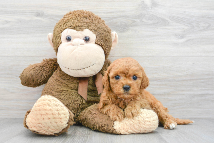 Smart Cavapoo Poodle Mix Pup