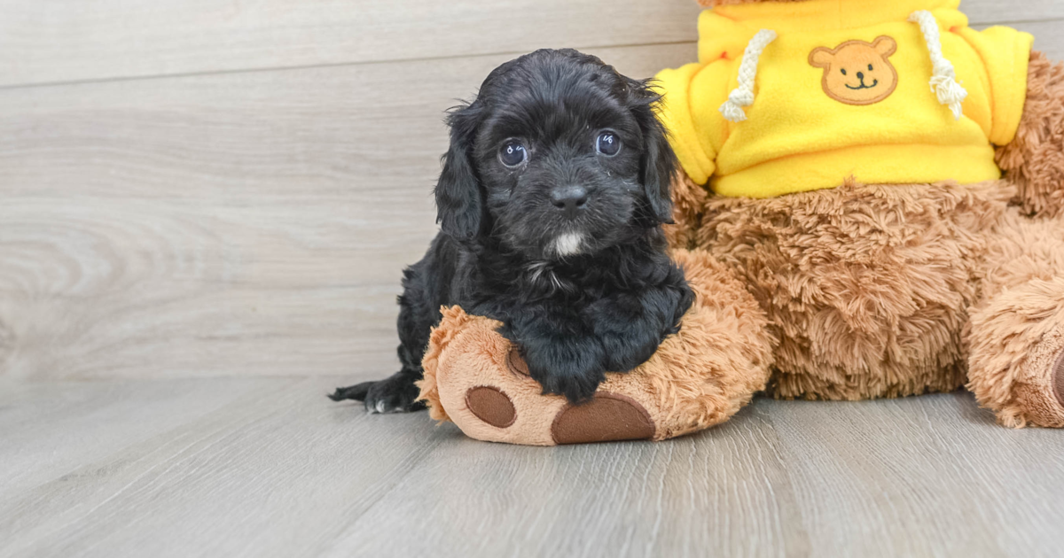 Petite Cavapoo Galena: 4lb 2oz Doodle Puppy