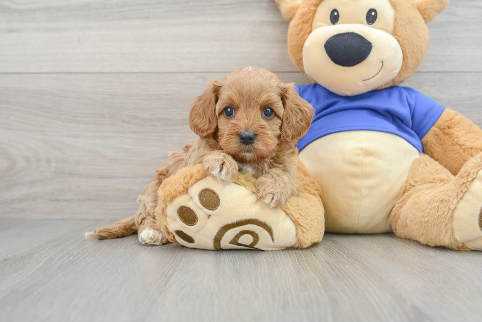 Hypoallergenic Cavoodle Poodle Mix Puppy