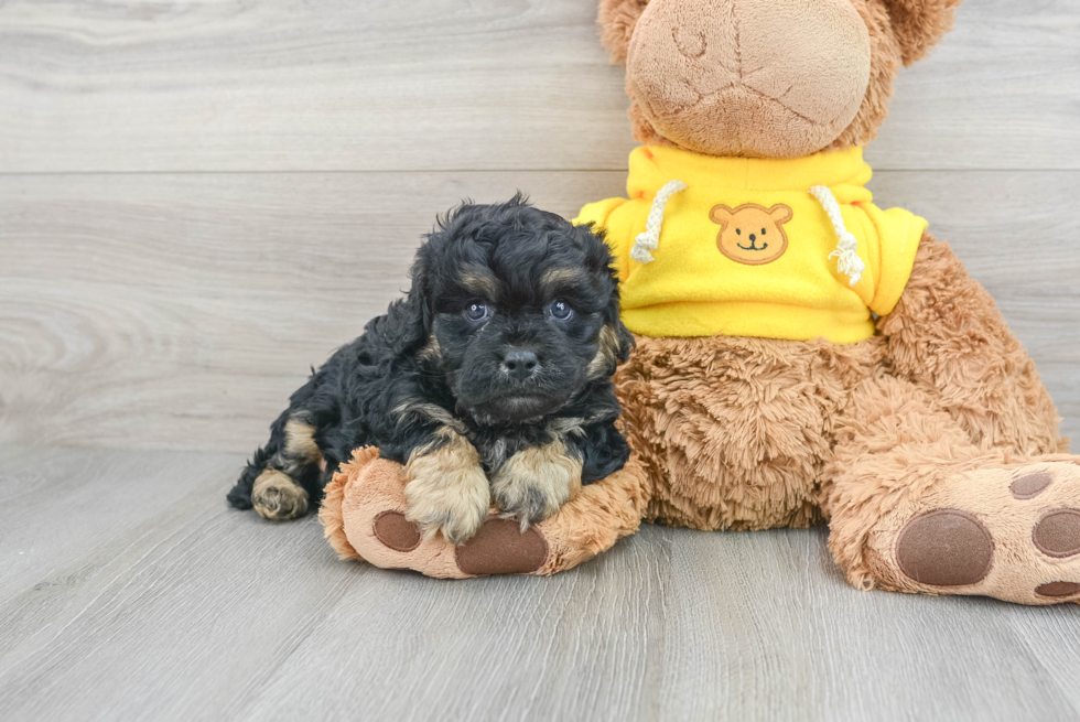 Cavapoo Pup Being Cute