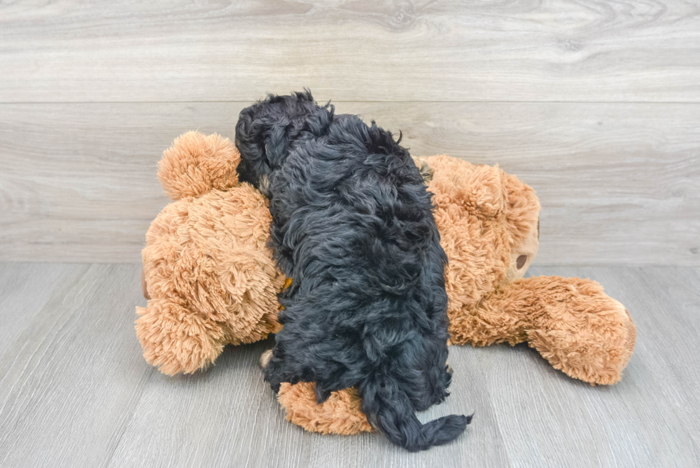 Hypoallergenic Cavoodle Poodle Mix Puppy