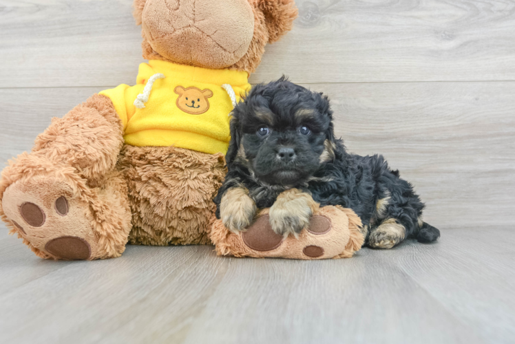 Best Cavapoo Baby