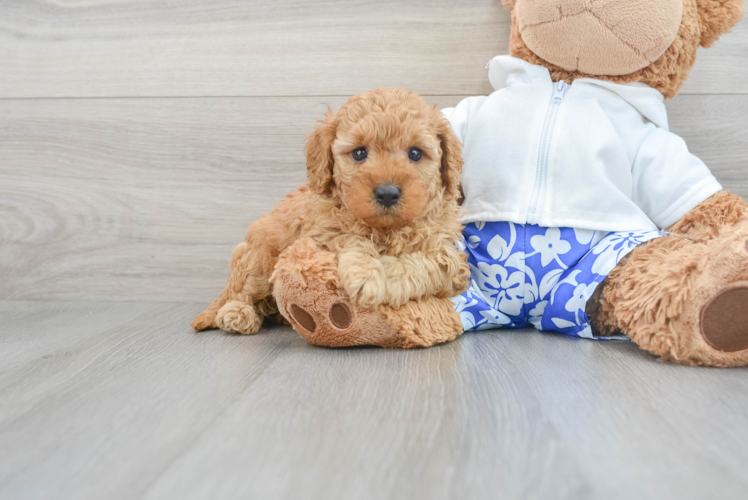 Best Cavapoo Baby