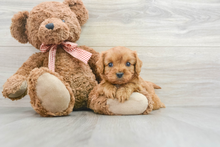 Little Cavoodle Poodle Mix Puppy