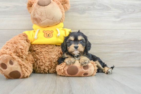 Cavapoo Pup Being Cute