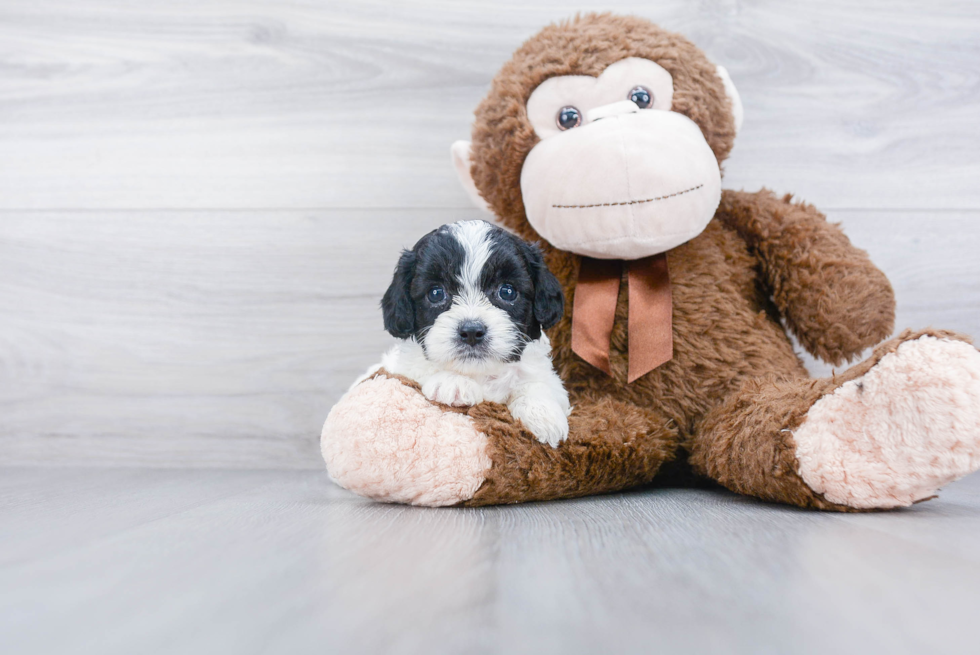 Sweet Cavapoo Baby