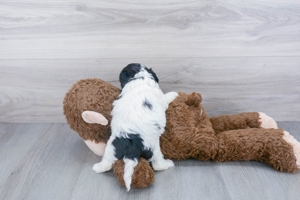 Cute Cavapoo Baby