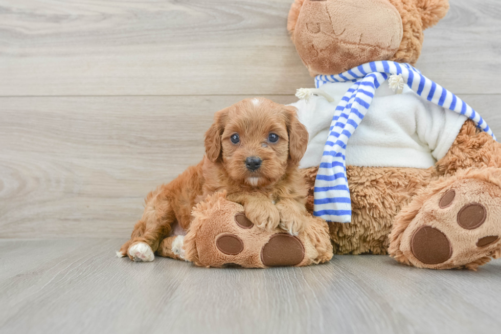 Best Cavapoo Baby