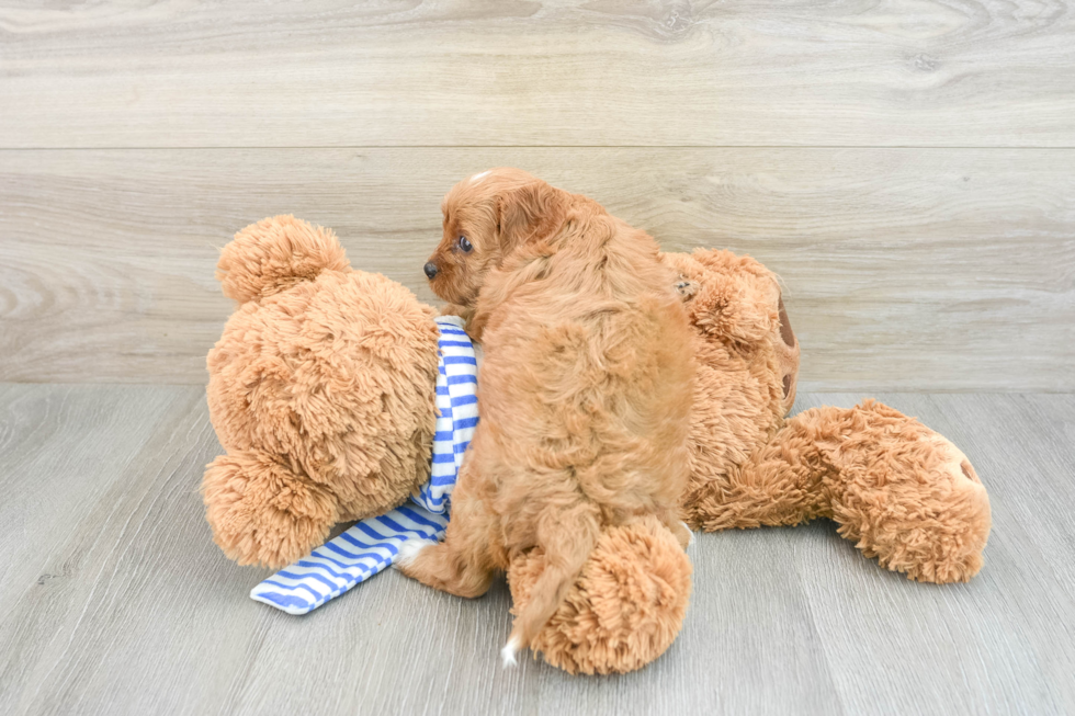 Adorable Cavalier King Charles Spaniel and Poodle Mix Poodle Mix Puppy