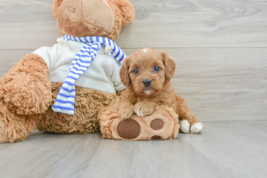 Cavapoo Puppy for Adoption